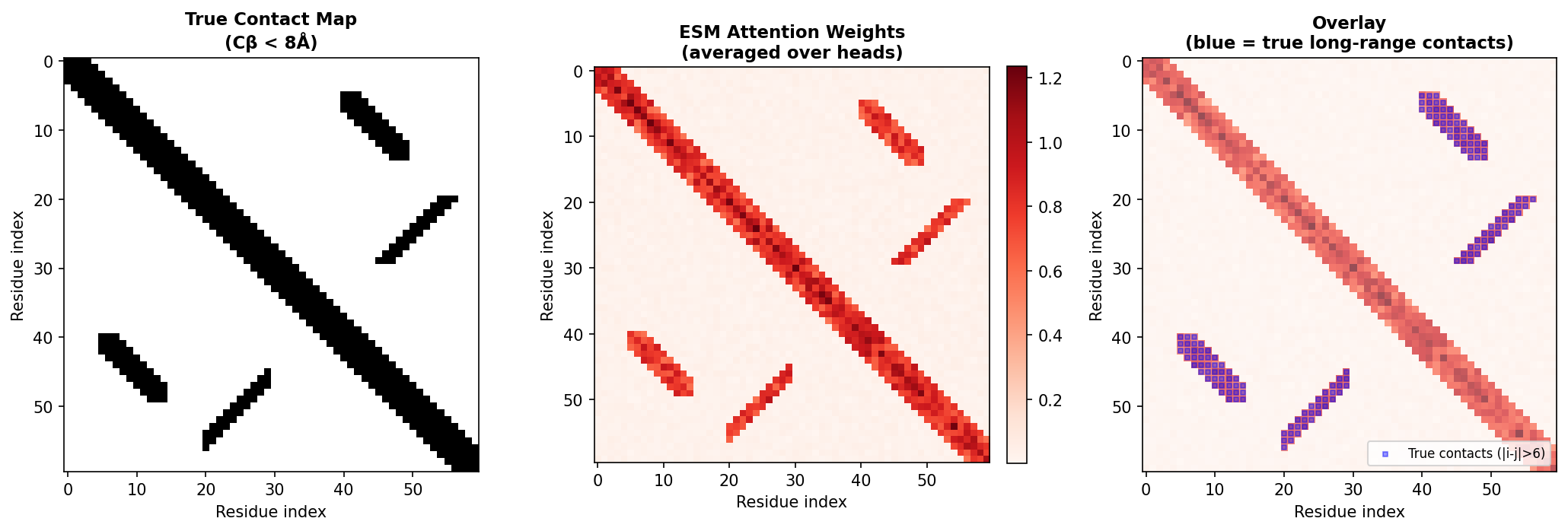 ESM attention map vs true contact map