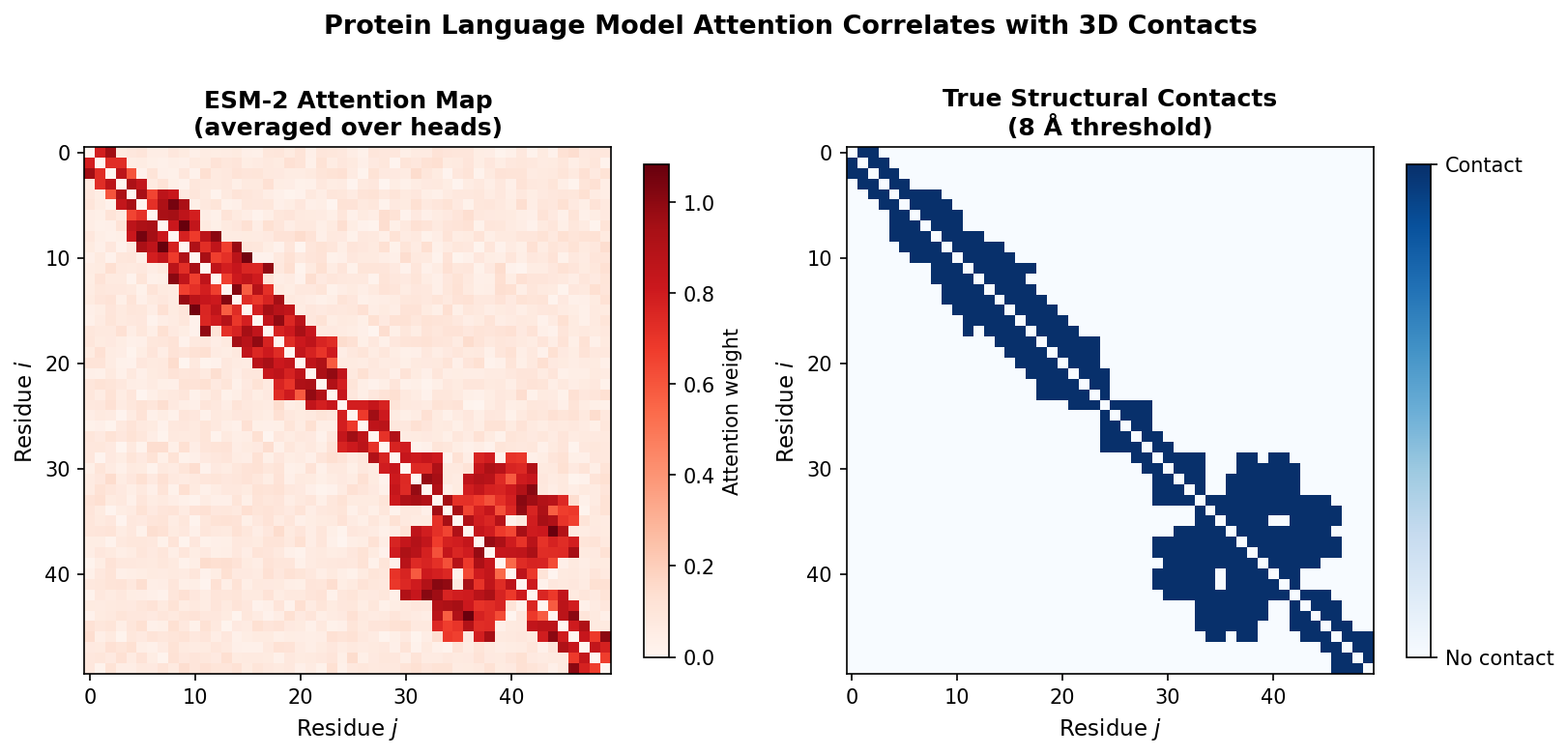 ESM-2 attention correlates with structural contacts