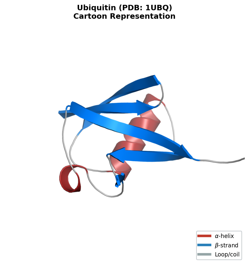 Simplified ribbon representation of a protein structure