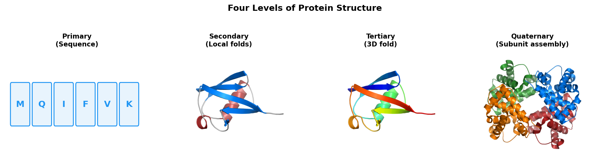 Four levels of protein structure
