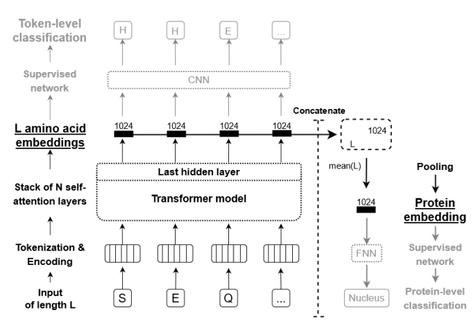 Pretrained protein language models used as feature extractors for per-residue and per-protein tasks