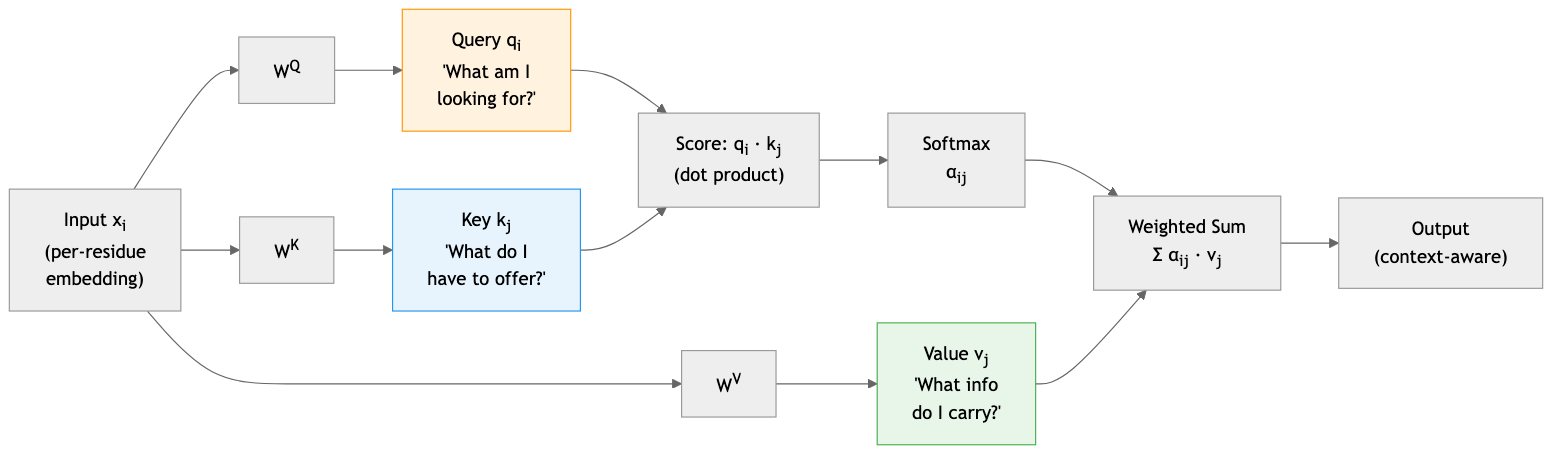 Query-Key-Value attention: each residue computes query, key, and value vectors to determine pairwise attention weights