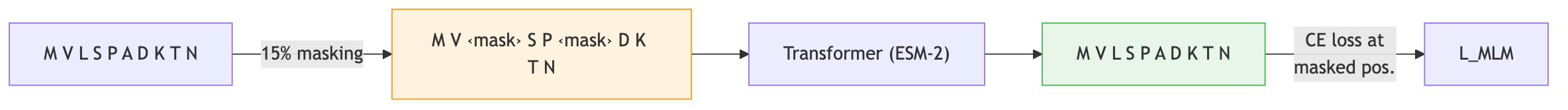 Masked language modeling procedure: a protein sequence is partially masked, processed by a transformer, and trained to reconstruct the original amino acids at masked positions