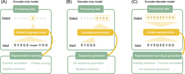 Three types of protein language models
