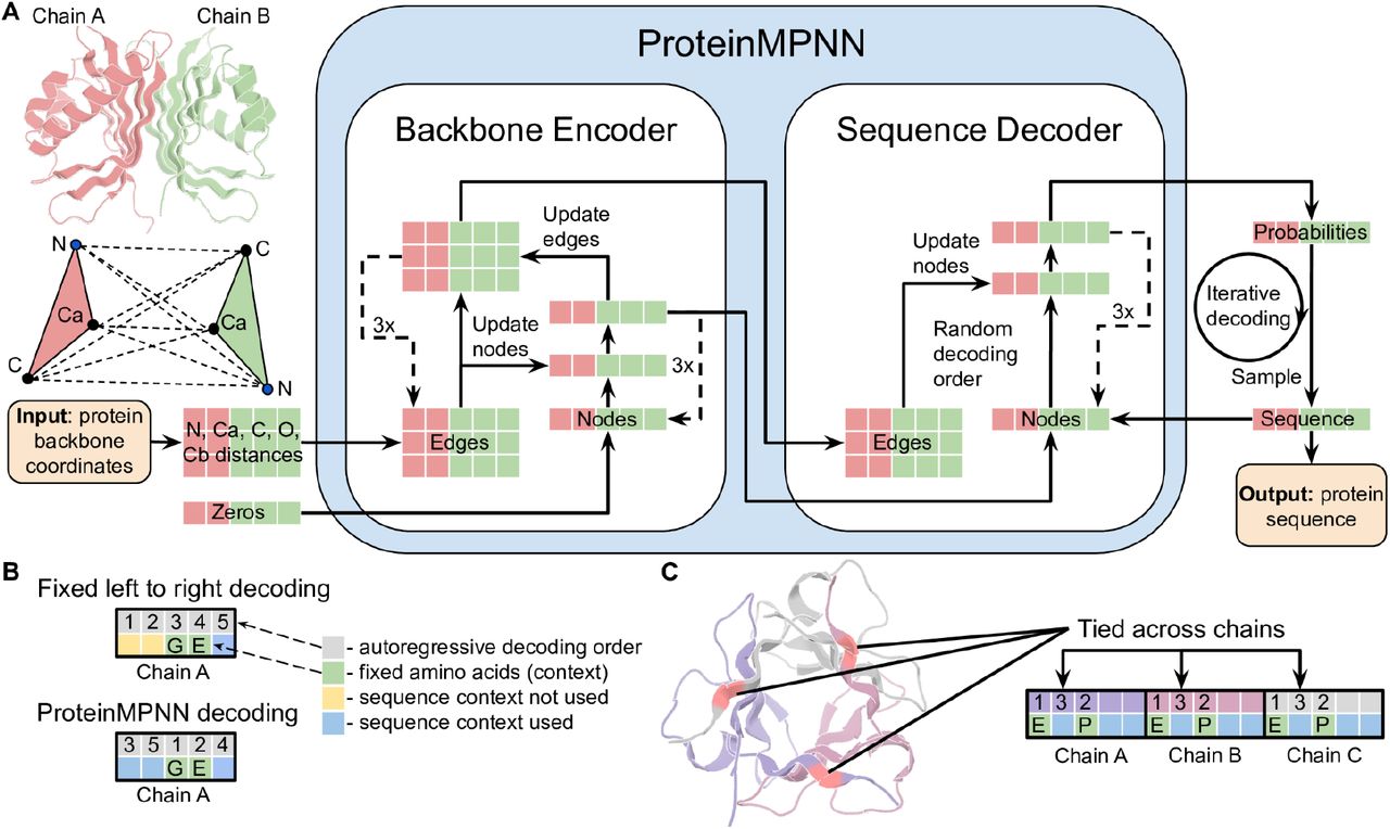 ProteinMPNN architecture and sequence recovery