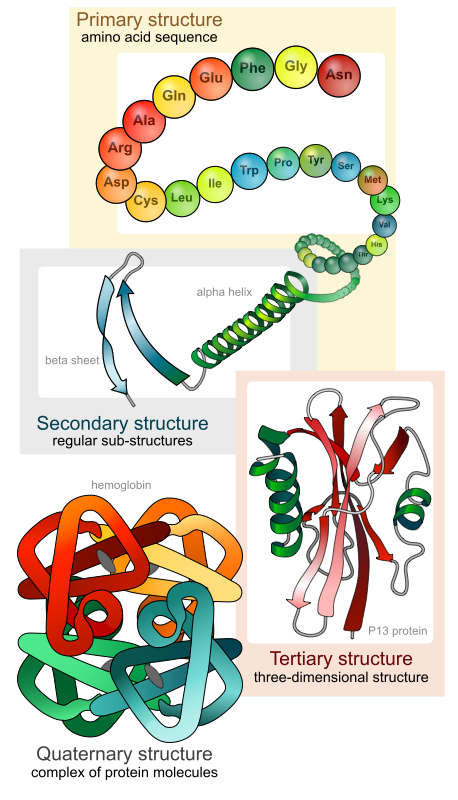 Four levels of protein structure